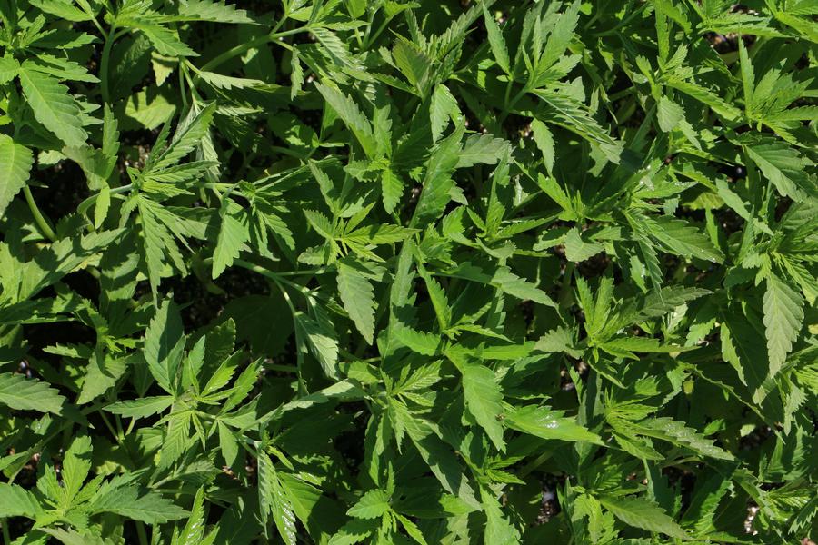 hemp-wooden-shoe-tulip-farm-sen-wyden-2018-hemp-plants-ready-to-plant900xx5472-3648-0-0