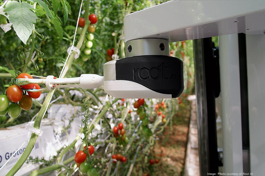 sidegraspingtomato1900px-1900xx1611-1074-150-0
