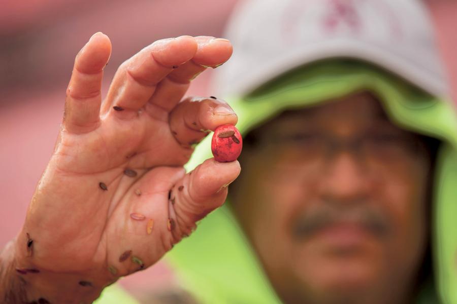 cranberry-16900xx5760-3840-0-0