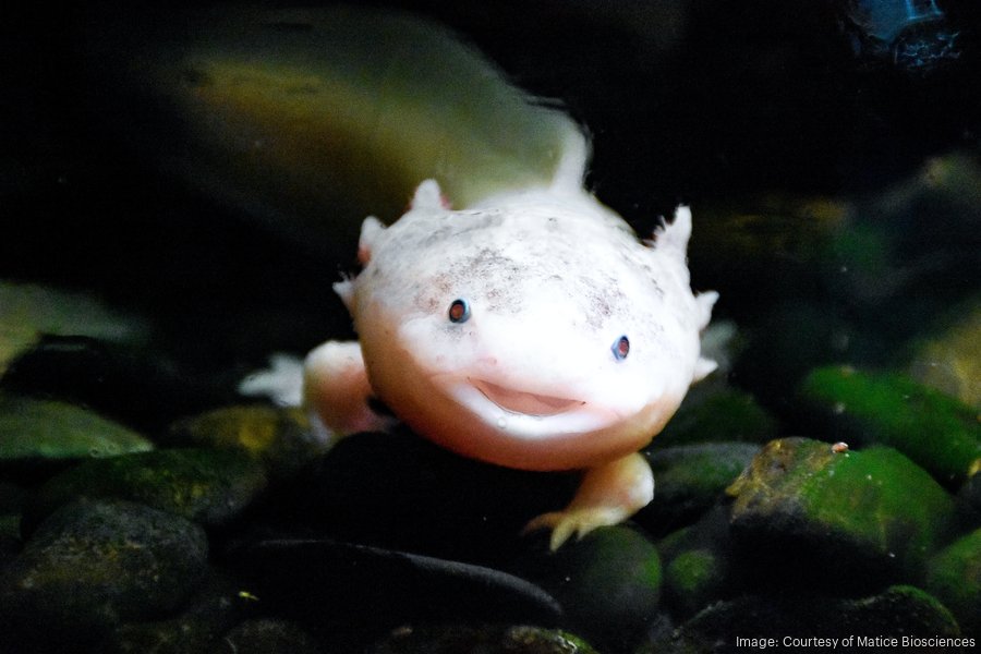 axolotl-salamander-1900xx6000-4000-0-0